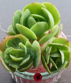 多肉☆ピーチプリデ（特大）・抜き苗 多肉植物 エケベリア ピーチプリデ 抜き苗 - メルカリ