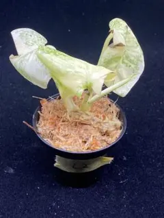 6 モンステラ　レガシー　カット苗　美健康株 モンステラ レガシー カット苗 しっかり発根・健康株 – JolieNursery