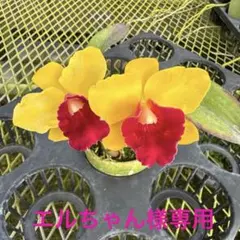 エルちゃん様 リクエスト 2点 まとめ商品