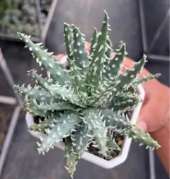 実生苗 アロエ フミリス Aloe humilis ビザールプランツ 多肉 珍奇