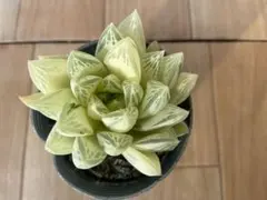 はち《植物次回発送2/2》様 リクエスト 3点 まとめ商品