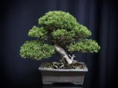 皐月(さつき)】 