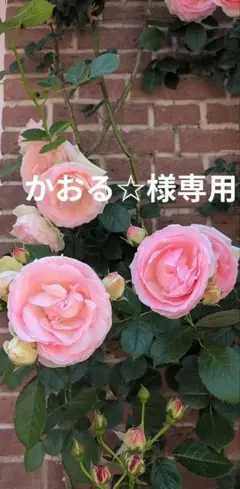 専用です