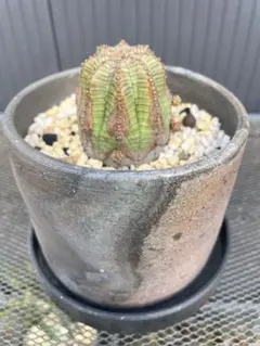 EU輸入 大株 オベサ ブロウ 錦 ユーフォルビア フラワー・ガーデニング EU輸入 大株 オベサ