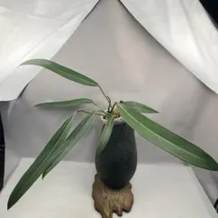 YM040 フィロデンドロン・スピリタスサンクティ | Mercari