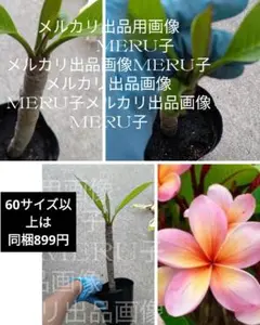 2026年最新】プルメリア苗の人気アイテム - メルカリ