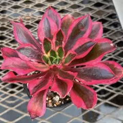 2026年最新】アエオニウム 魅影の人気アイテム - メルカリ