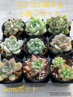 2026年最新】つぶつぶ屋 もももの人気アイテム - メルカリ