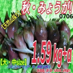 2025年最新】ミョウガ茎の人気アイテム - メルカリ