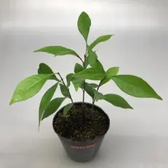 樹木苗　ツブラジイ（円椎）樹高約１４ｃｍ　３本立（３株）7.5cmポットのサムネイル
