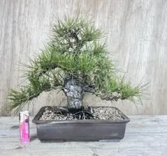 黒松 中品盆栽 樹形良好 松柏盆栽_kuromatsu chuhin size. 黒松 中品盆栽 樹形良好 松柏盆栽_kuromatsu chuhin size. - メルカリ