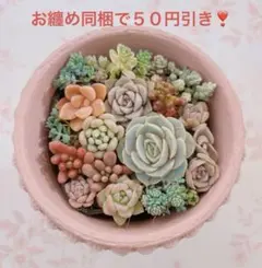 ちっちゃな寄植え❣️ ポット内、全部の抜き苗　カット苗