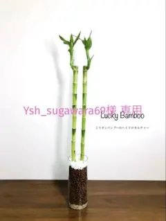 Ysh_sugawara69様 リクエスト 2点 まとめ商品