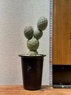 超リアル】プセウドリトス・ミギウルティヌス フィギュア 3個セット