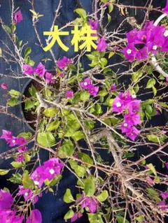 2026年最新】#ブーゲンビリア盆栽の人気アイテム - メルカリ