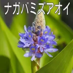 ササベ様 リクエスト 5点 まとめ商品