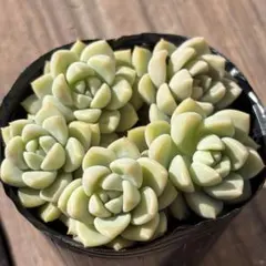 多肉植物　コロン（Beehousesさん）　抜き苗のサムネイル
