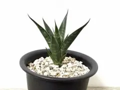 観葉植物《らくらくメルカリ便♪》サンセベリア・希少苗☆KOBITO☆抜き 