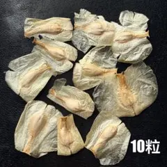 Welwitschia mirabilis 種10粒 奇想天外 2026のサムネイル