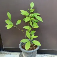 クロモジのサムネイル