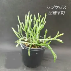 2025年最新】リプサリス 抜き苗の人気アイテム - メルカリ