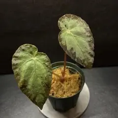専用！　特価❣️Begonia Delok ベゴニア　デロック ！原種ベゴニア 特価❣️Begonia Delok ベゴニア デロック ！原種ベゴニア B - メルカリ