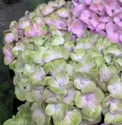クリックポスト発送 挿し穂 島根 紫陽花 3節4本 - メルカリ