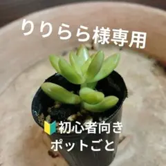銘月 抜き苗 銘月セダム 多肉植物 抜き苗 1個 - メルカリ