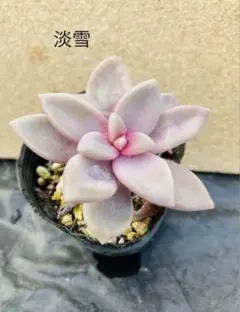 ⑧ 子持ち蓮華錦 鏡花 抜き苗 オロスタキス 多肉植物 訳あり - メルカリ
