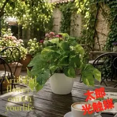 光触媒　人工観葉植物　ウォールグリーン フェイクグリーン　フレッシュポトスSのサムネイル