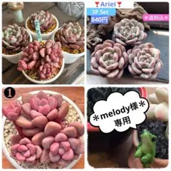 melody様 リクエスト 2点 まとめ商品