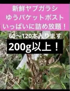 200g 新鮮　ヤブカラシ　抜き苗　漢方薬 薬用植物 無農薬　ゆうパケット　亀のサムネイル