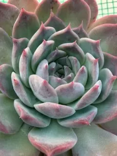 ロサン 札付き【抜き苗】リエール 15cmオーバー