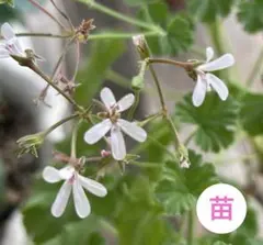ナツメグゼラニウム　挿木苗1株(抜き苗)のサムネイル