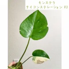 【セール！】モンステラ タイコンステレーション #3のサムネイル