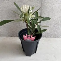テロペア シェイディレディホワイト オージープランツ 観葉植物 - メルカリ