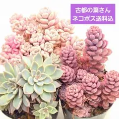 2026年最新】銀天女交配の人気アイテム - メルカリ