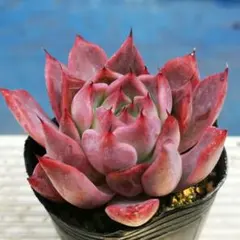 2026年最新】相府蓮の人気アイテム - メルカリ