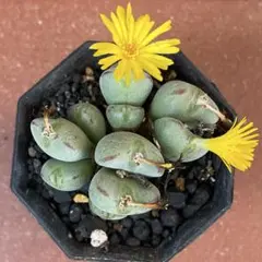 コノフィツム ヤンギー 白花品 youngii aff 多肉植物 メセン コノフィツム ヤンギー youngii - メルカリ