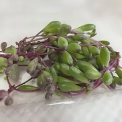 多肉植物☆ルビーネックレス