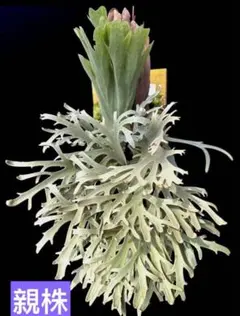 まるすけ♡おまとめ買い割引大歓迎♡様　ご確認用　ビカクシダ 2026年最新】観葉植物 ビカクシダの人気アイテム - メルカリ