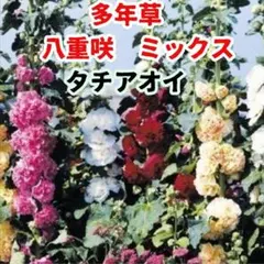 多年草 タチアオイ 八重咲 ミックス 種子 10粒 ホリホック