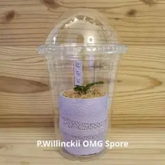 2025年最新】ビカクシダOMGの人気アイテム - メルカリ