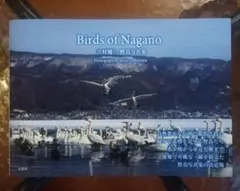 Birds of Nagano 吉村健二 野鳥写真集