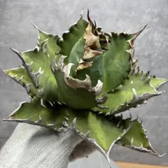 2025年最新】アガベ大株の人気アイテム - メルカリ