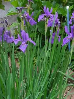 アヤメ 鮮やかな紫色の花 - メルカリ