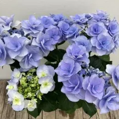 ☆売り尽くし☆ハイドランジア☆アジサイ☆フラウ☆5号鉢☆希少☆選択
