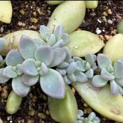 多肉植物　桜牡丹② 葉挿し　抜き苗のサムネイル