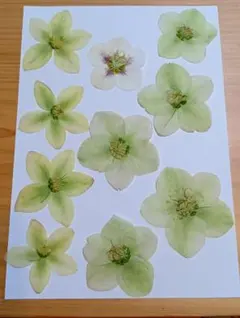 Item thumbnail for item 574bc02f-164a-42e9-be64-501766b69a66