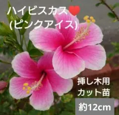 あみみ( ´・・)様 リクエスト 2点 まとめ商品